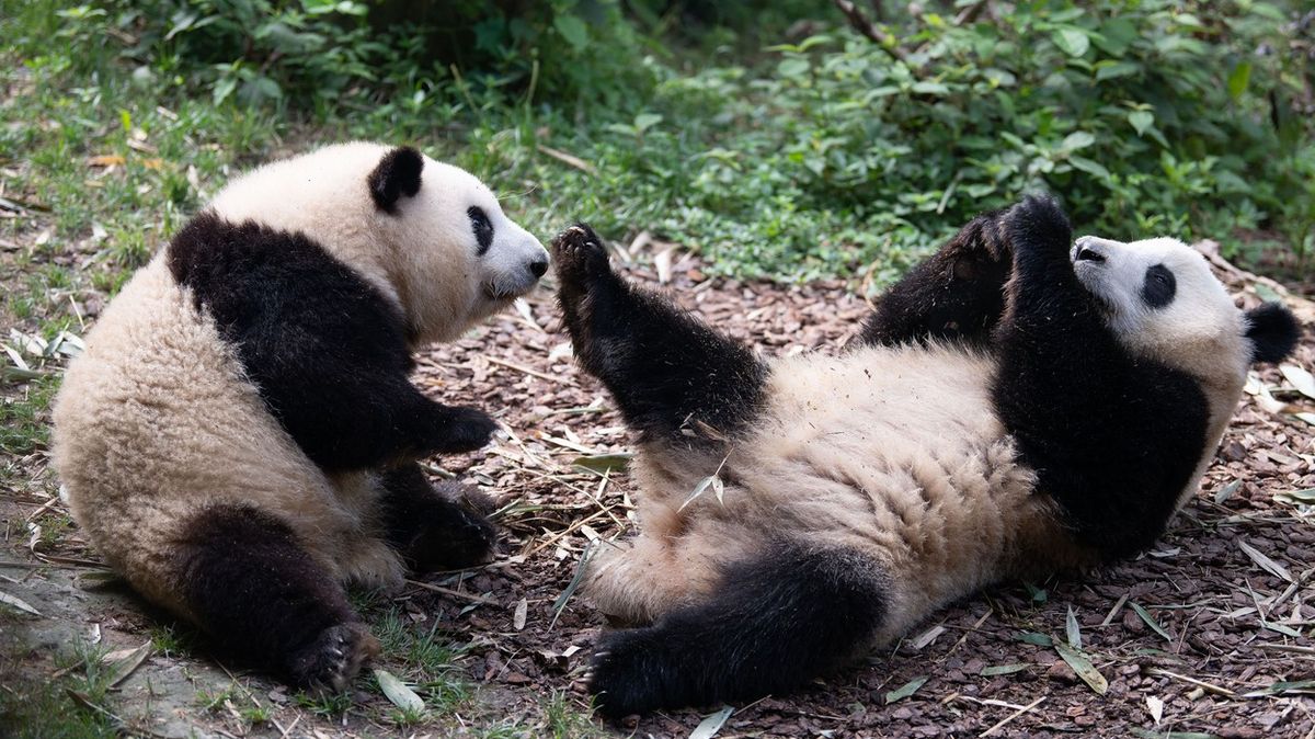Čína se na fotbalové MS nedostala, pošle do Kataru alespoň pandy